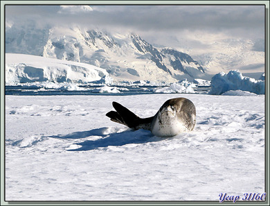 Phoque léopard ou léopard de mer (Hydrurga leptonyx) - Wilhelmina Bay - Péninsule Antarctique