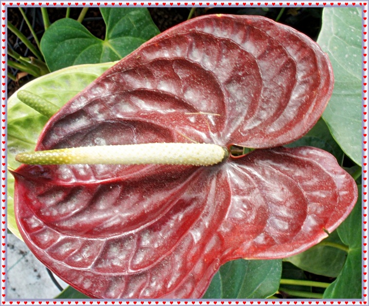 Foire agricole de Bras-Panon (5/7) -