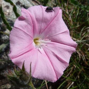 Convolvulus cantabrica - liseron cantabrique - liseron de Biscaye