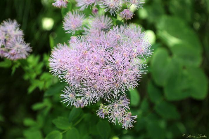 Flore du Piémont