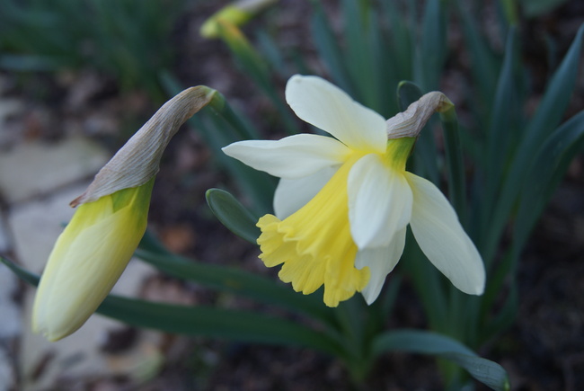 Narcisse trompette 'Mount hood '