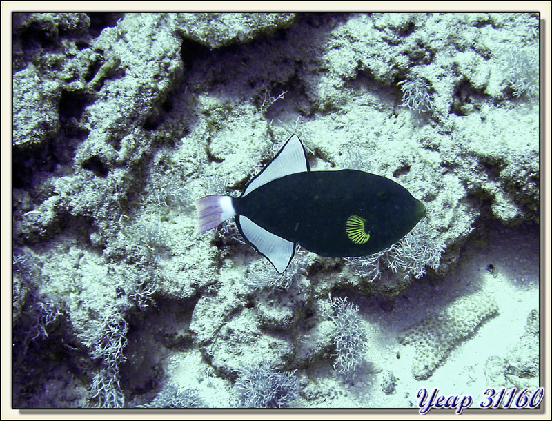 Baliste à queue rose (Melichthys vidua) - Spot de plongée "Aito" - Moorea - Polynésie française