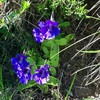 La carnivore Grassette à grandes fleurs (Pinguicula grandiflora)