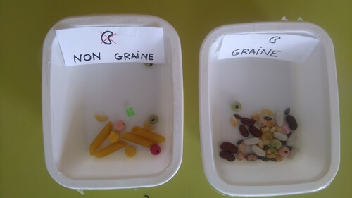 Sciences : Graine ou pas graine ?