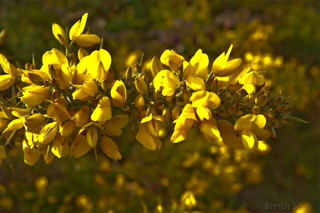 Ajonc en fleur - dunes du Magouër