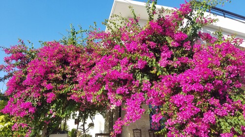 Le chant du bougainvillier