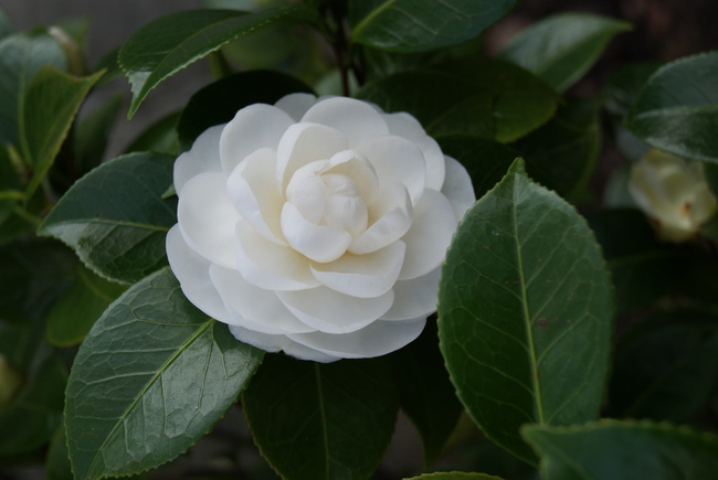 Camellia japonica blanc ' Albear '