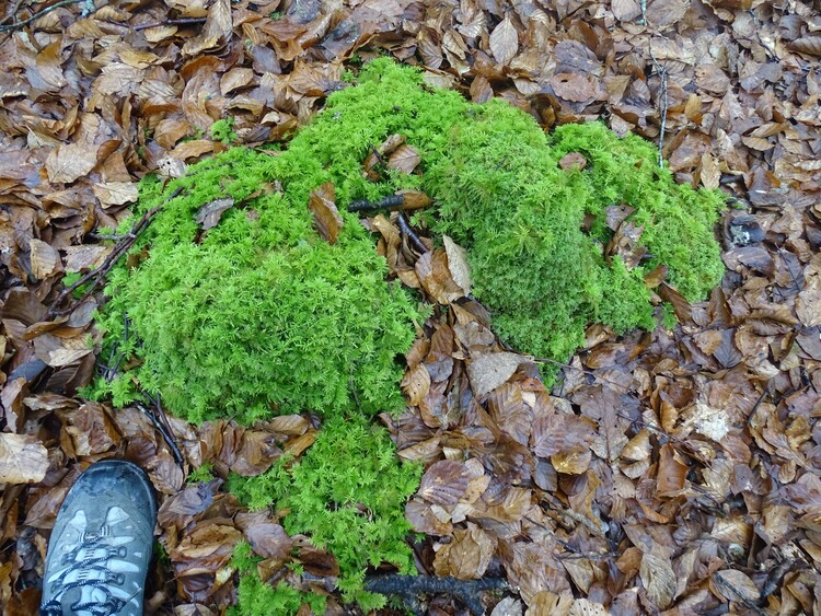 Balade en forêt