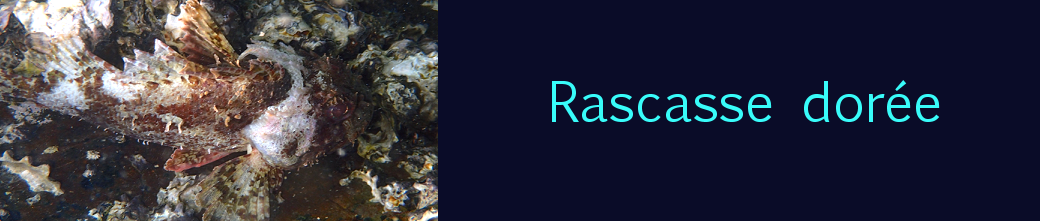 rascasse dorée