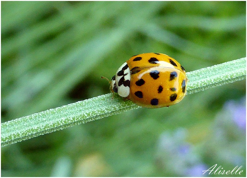 Recto / verso # 1: Coccinelle asiatique 