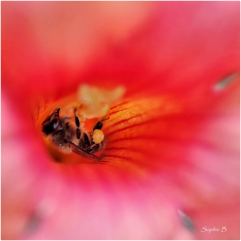 Canicule au jardin .