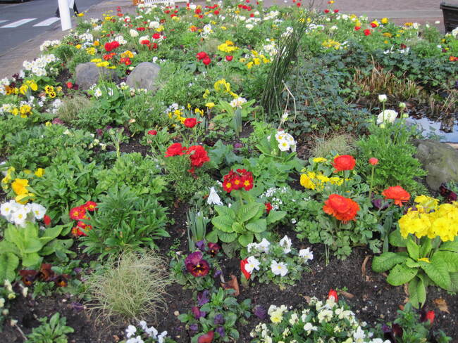 Massifs de fleurs - printemps 2014 à Biscarrosse.