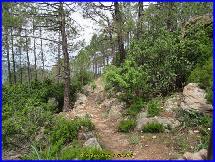 Balagne, la boucle des Finocchi en forêt de Bonifatu