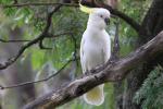 Oiseaux