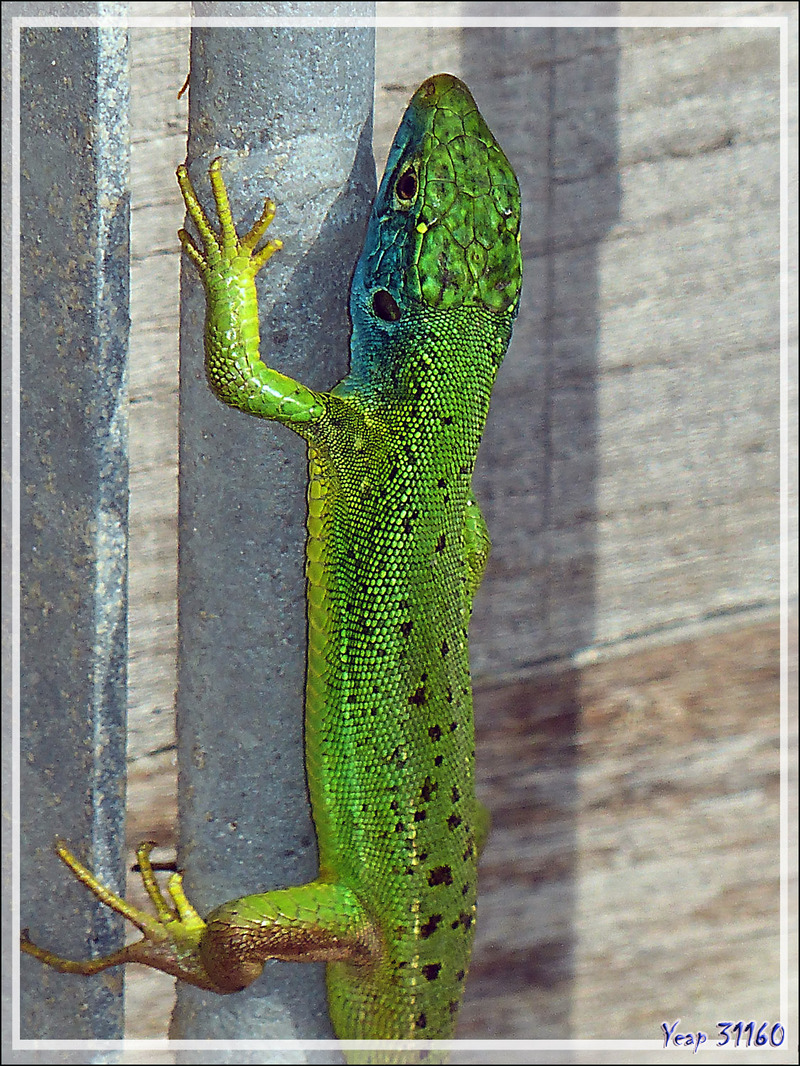 Lézard vert occidental (Lacerta bilineata) - La Couarde-sur-Mer - Ile de Ré - 17