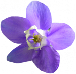 Tube fleur