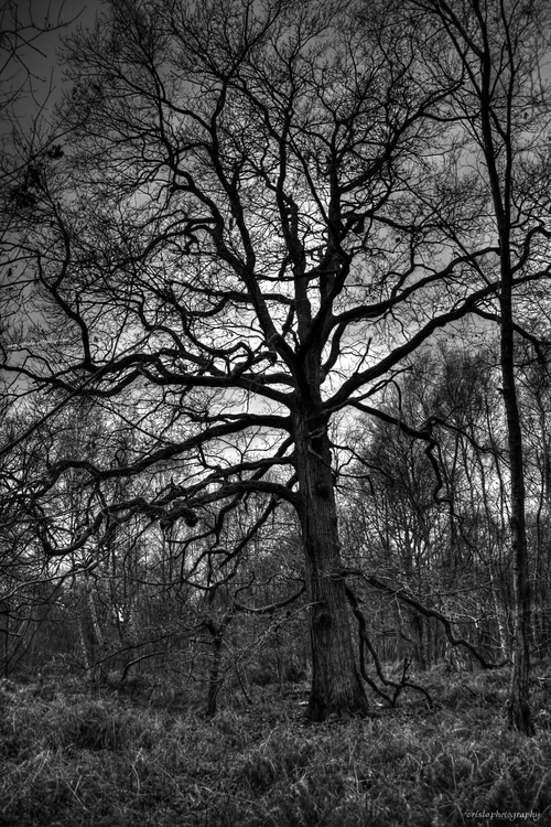 dans la forêt