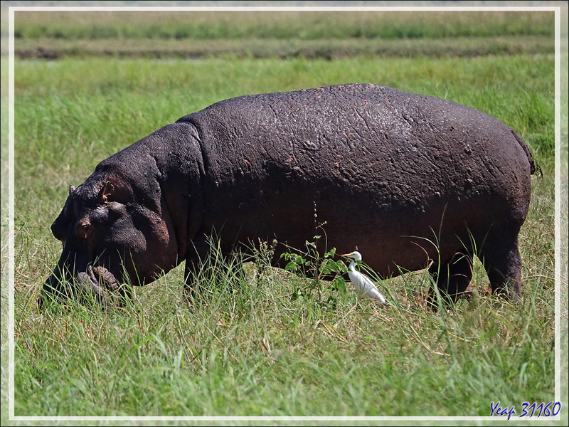 Hippopotame amphibie, Hippopotame commun (Hippopotamus amphibius) - Safari nautique - Parc National de Chobe - Botswana