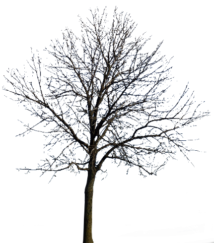 Tubes arbres