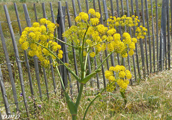 Thapsia villosa  -  thapsie velue