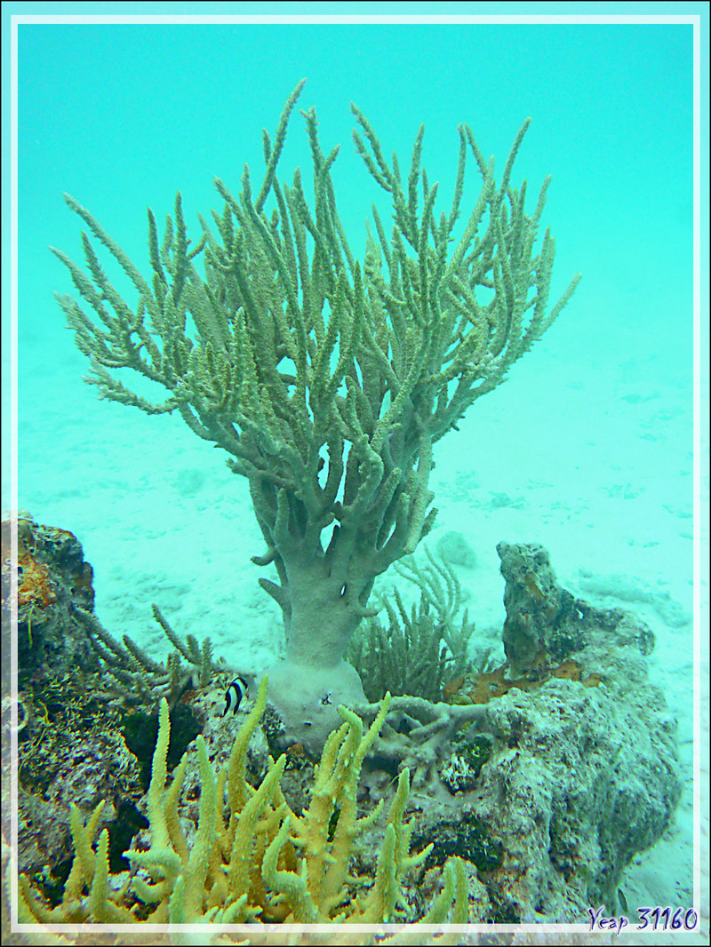 Coraux Acropore bois de cerf, Formosa staghorn coral (Acropora formosa) - Pearl Havaiki - Atoll de Fakarava - Tuamotu - Polynésie française