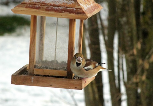 Oiseaux de mon jardin...