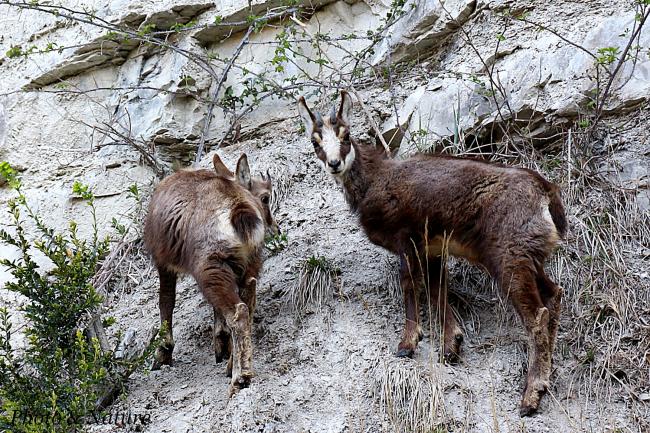 Le Chamois