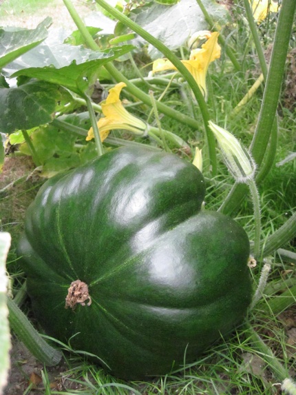 Mon jardin landais à la mi-septembre