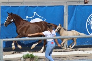 Laurène, Team LMs, équitation, élevage des Réneries, Sologn' Pony, SHF, Jeunes Poneys