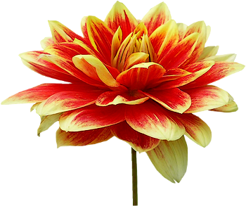 Tubes PNG de fleurs