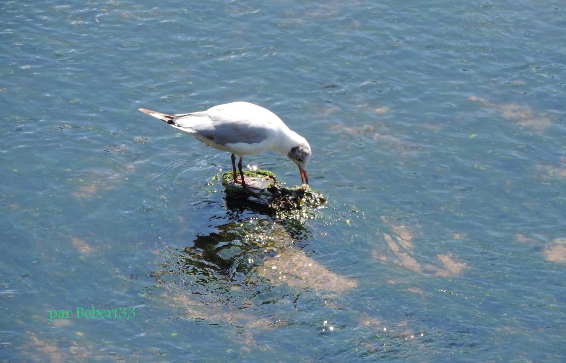 une mouette ou ? 