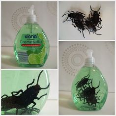 DIY Halloween Decoration with Cockroaches - So bringt ihr eure Gäste auf der Halloweenparty zum Kreischen - Kakerlaken Deko.