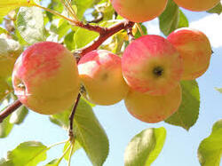                        **VOICI LE MOMENT de la Cueillette de POMMES & POIRES**.