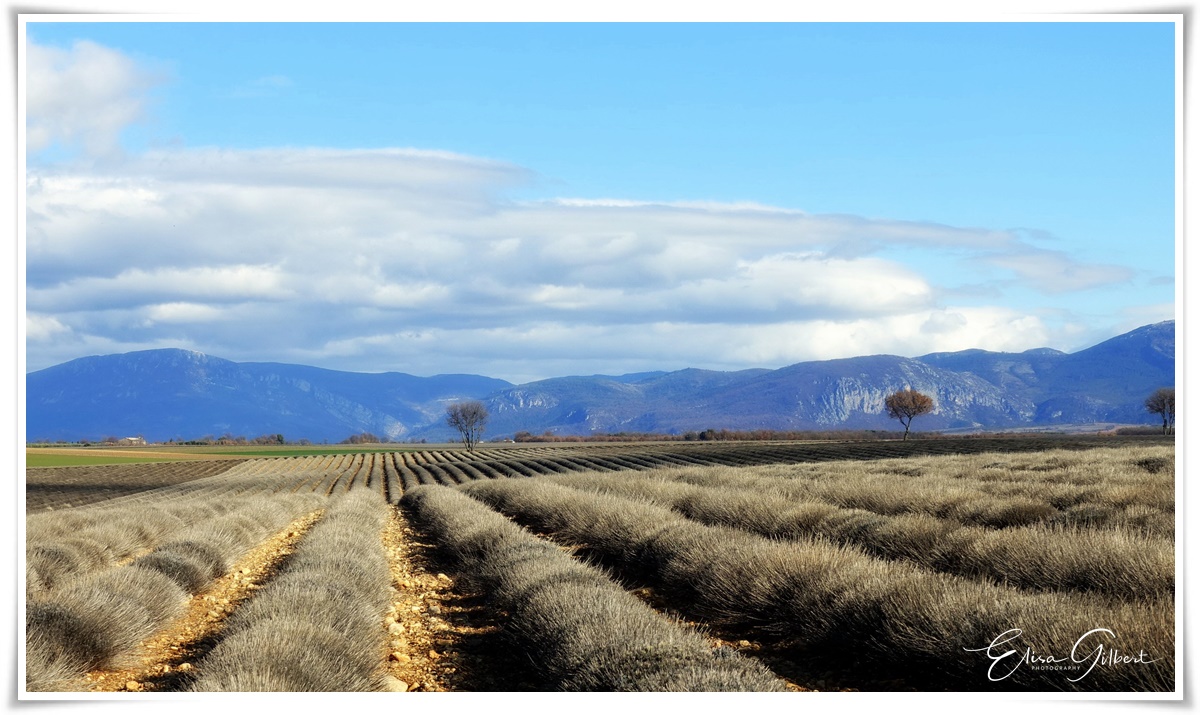 L'hiver sur le Plateau de Valensole