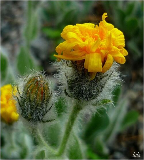 Boutons de Fleurs