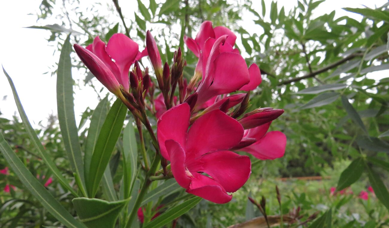 Un petit tour au jardin ce matin