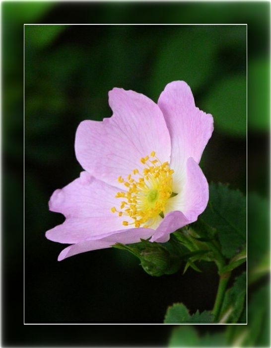 Fleur des poètes