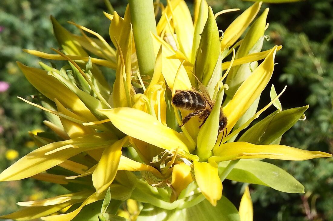 une fleur et une abeille