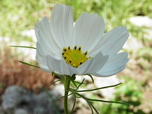 Cosmos blanc