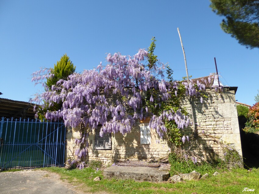 Moutonneau,Charente,