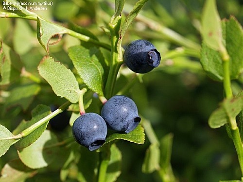 KAN Vaccinium myrtillus 00010