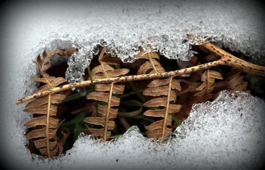 La neige a fondu