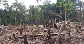 La déforestation de la forêt Amazonienne