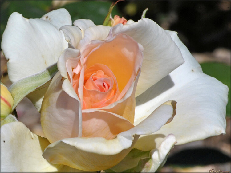 Photo de rose blanche orangée (fleur-flore)