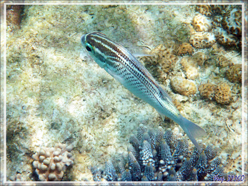 Snorkeling : Mamila arabe, Brème de mer arabe, Arabian spinecheek, Arabian monocle bream  (Scolopsis ghanam) - Nosy Tsarabanjina - Archipel Mitsio - Madagascar