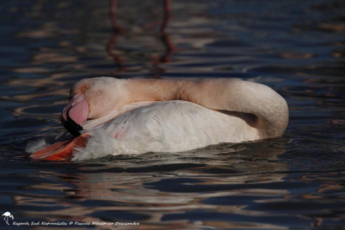 Toilette de Flamant rose