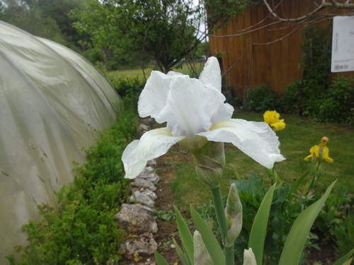                      mes fleurs, iris