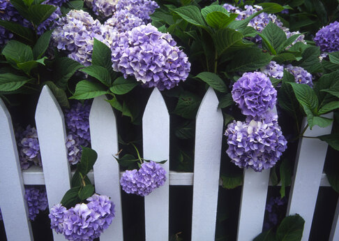                                           **    LE MOIS des HORTENSIAS    **