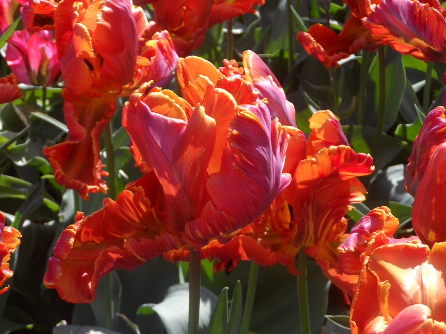 SUITE N°2 DES PHOTOS DE KEUKENHOF