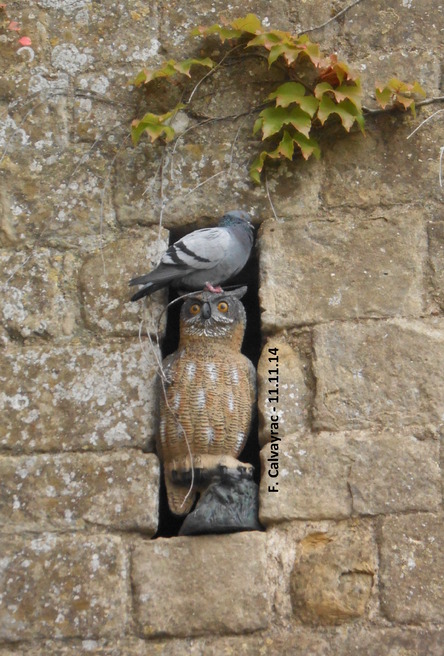 Le hibou de Saint - Nazaire...